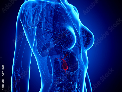3d rendered medically accurate illustration of a womans gallbladder