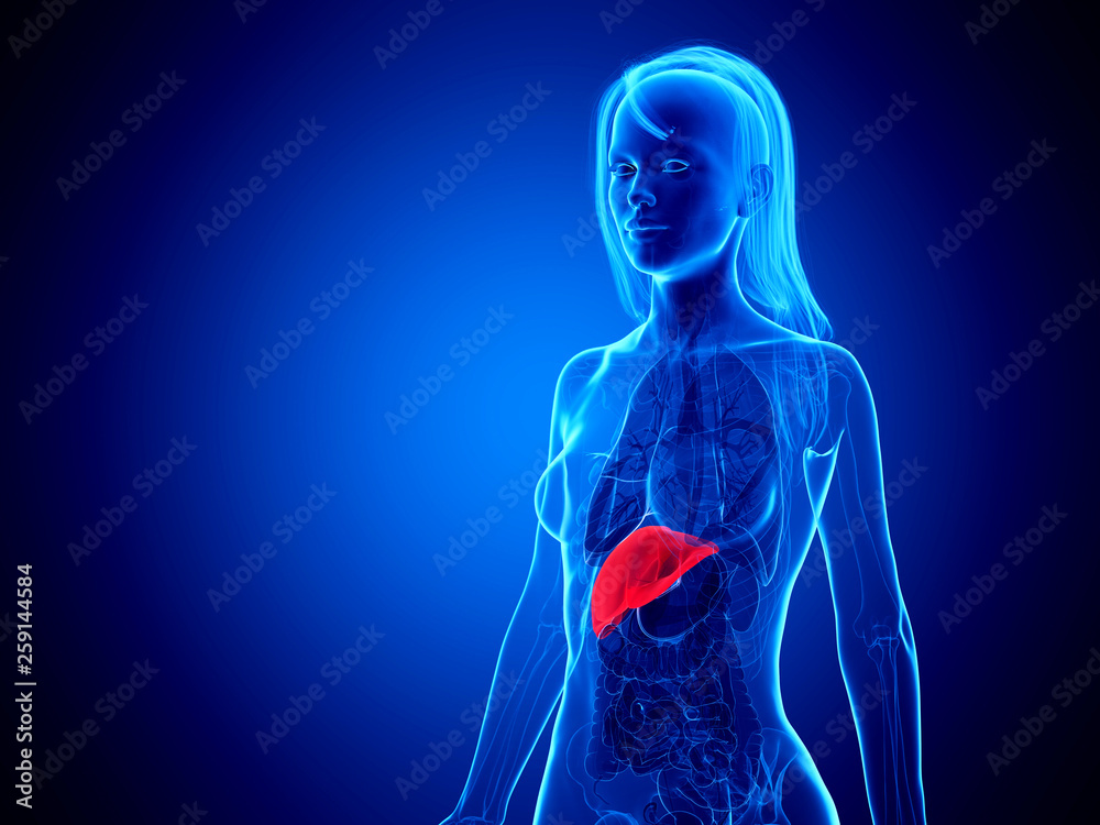 3d rendered medically accurate illustration of a womans liver 3d rendered medically accurate illustration of a womans liver