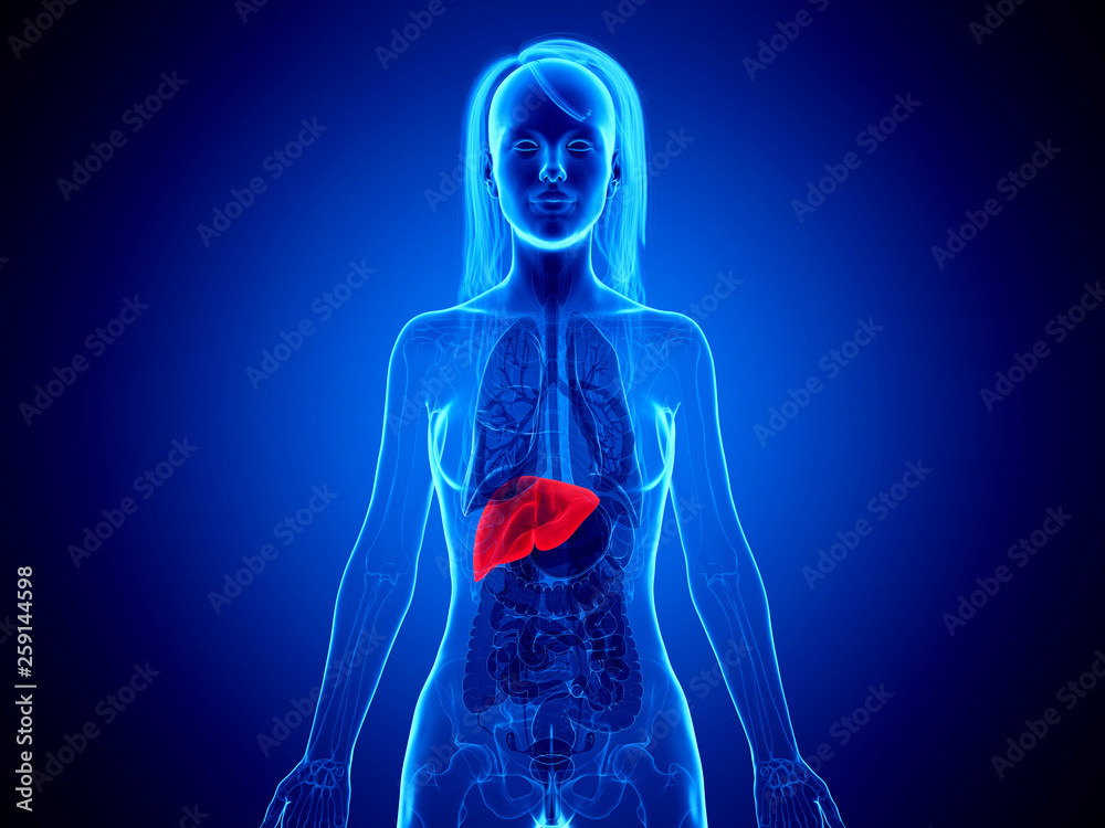 3d rendered medically accurate illustration of a womans liver 3d rendered medically accurate illustration of a womans liver