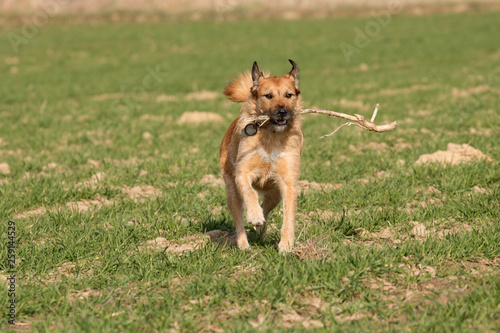 dog enjoying walk