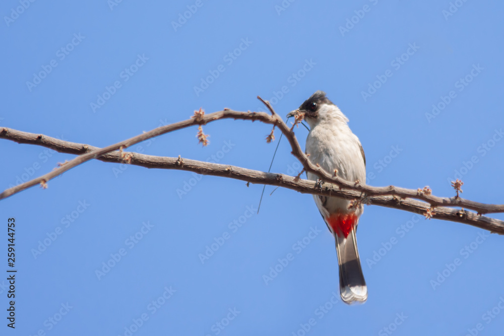 Bird on a branch Bird on a branch