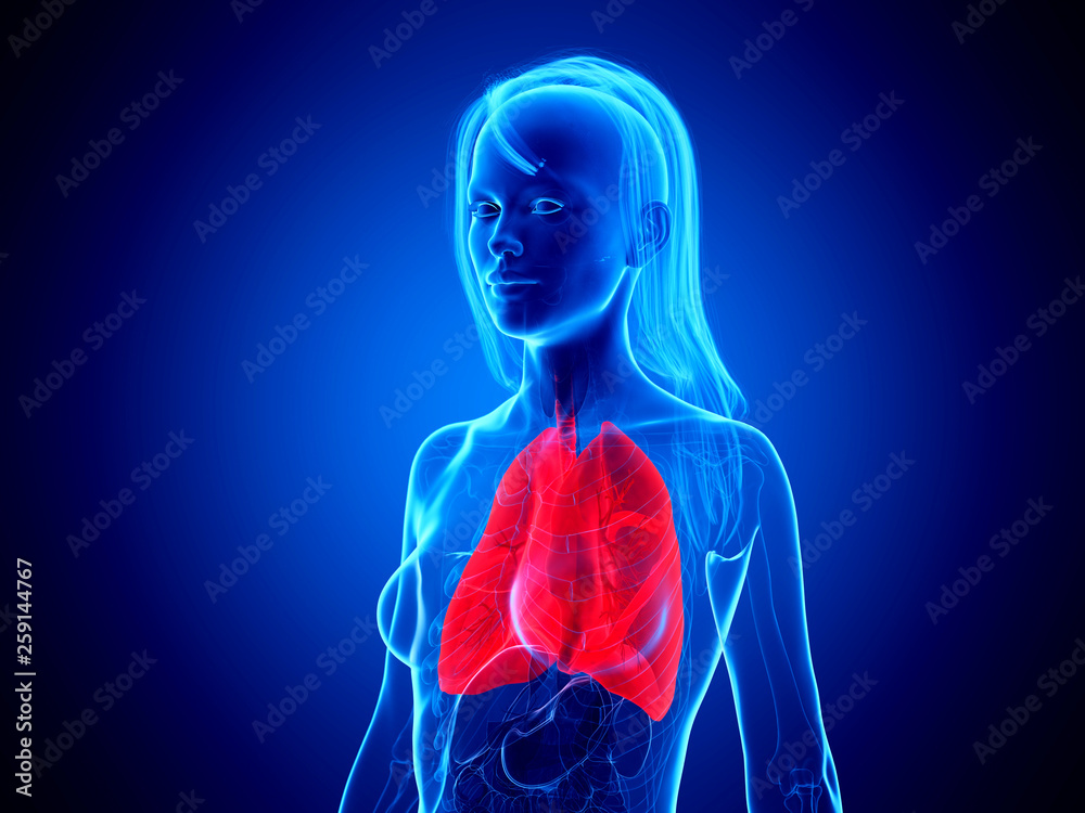 3d rendered medically accurate illustration of a womans lung 3d rendered medically accurate illustration of a womans lung