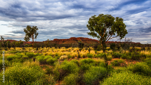 A Hakea tree stands alone in the Australian outback during sunset. Pilbara region, Western Australia, Australia. photo