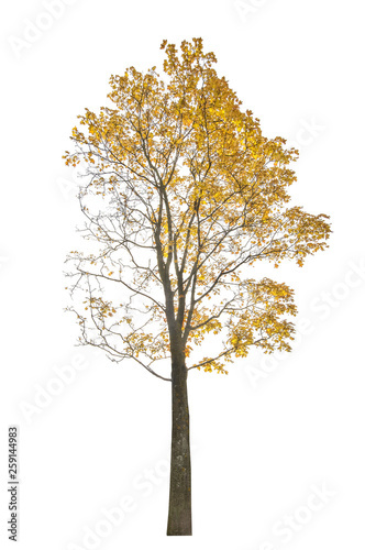 maple tree in ligh gold fall leaves on white © Alexander Potapov