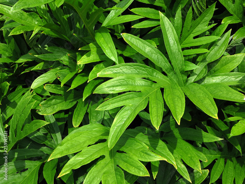 Green herb plant ( Lasia spinosa (L.) Thwaites ) photo