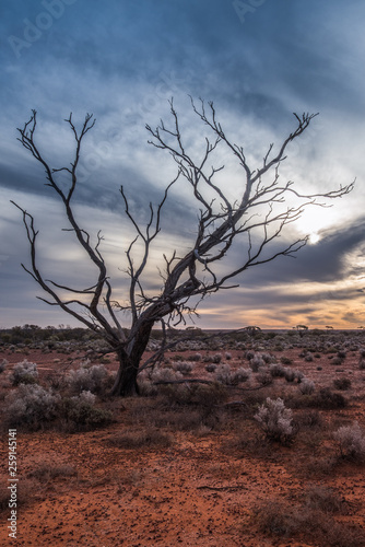 A Hakea tree stands alone in the Australian outback during sunset. Pilbara region, Western Australia, Australia. photo