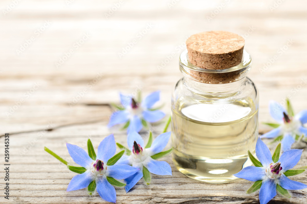borage oil in the glass bottle, with fresh borage flowers borage oil in the glass bottle, with fresh borage flowers