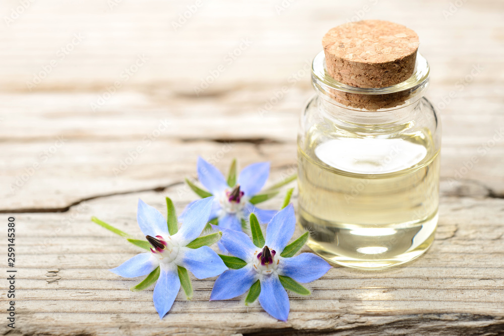 borage oil in the glass bottle, with fresh borage flowers