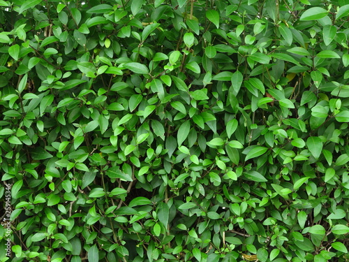 green leaf of bush wall in garden © srckomkrit