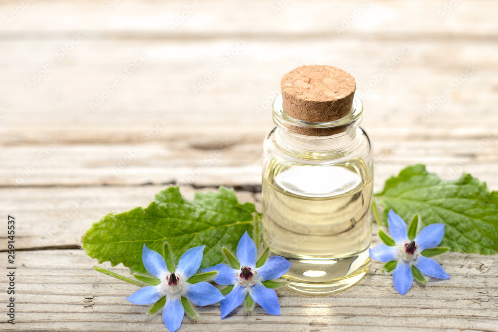 borage oil in the glass bottle, with fresh borage flowers