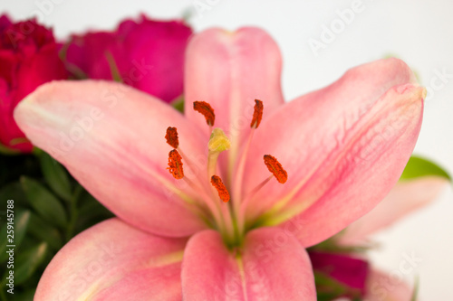 Fototapeta Naklejka Na Ścianę i Meble -  Light pink lily, flower