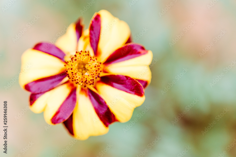 Naklejka premium gelbe blume