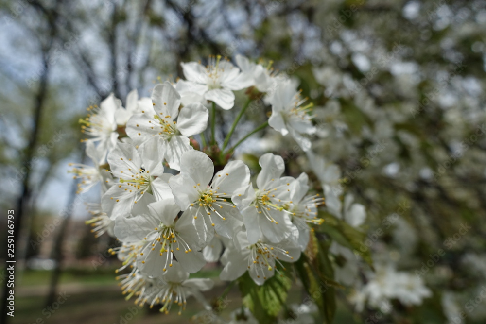 Fully opened white flowers of cherry tree in spring