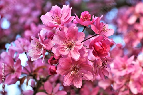 Canvastavla Peach tree branch, during spring flowering.