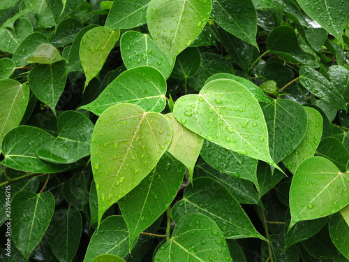 Bodhi Leaf from the Bodhi tree