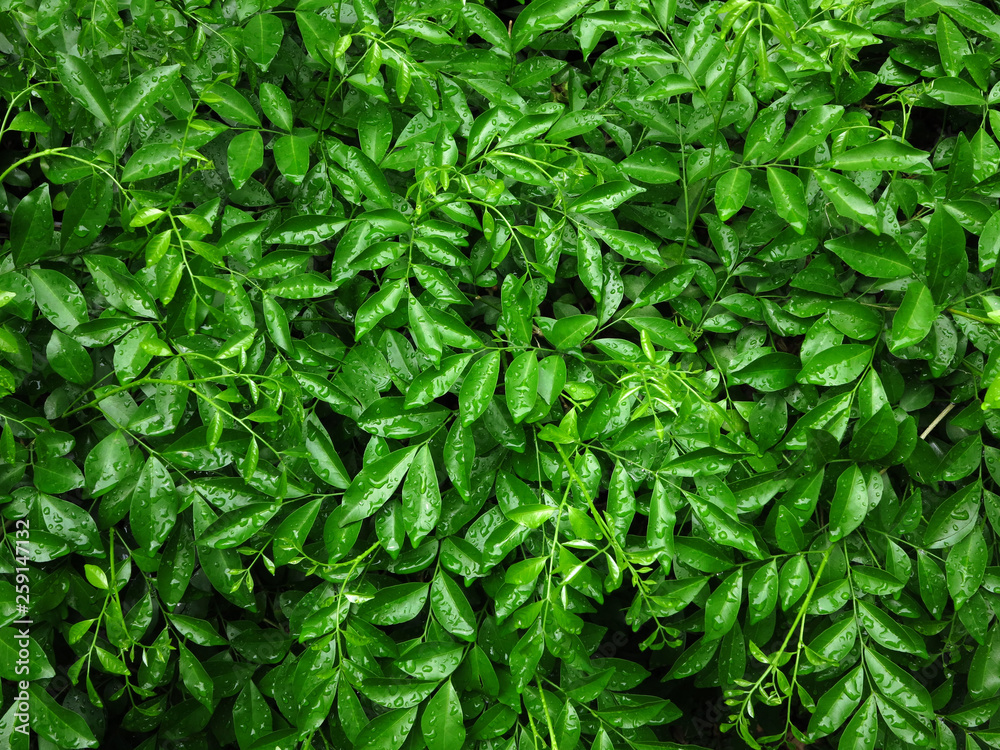 green leaf of bush with water drop in garden green leaf of bush with water drop in garden