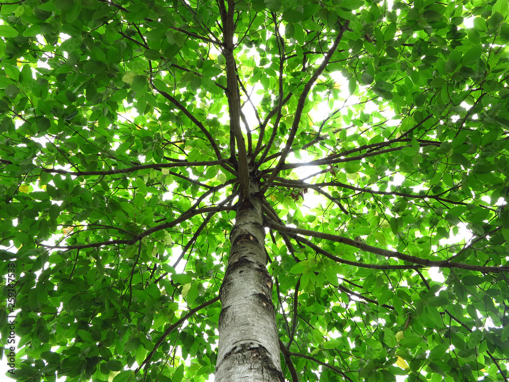 Fototapeta premium green leaf on tree with sunny in nature