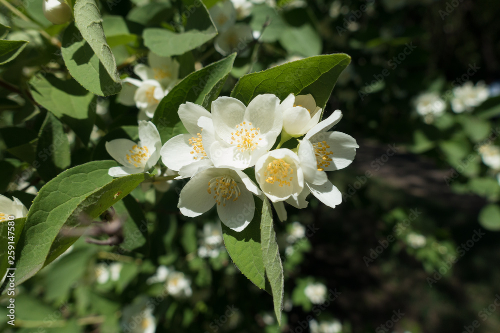 Obraz premium Close view of white flowers of Philadelphus coronarius