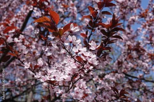 New red leaves and pink flowers of Prunus pissardii in spring photo