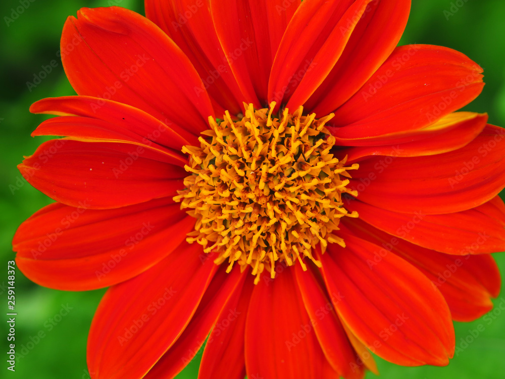 closeup pollen of red Mexican sunflower, Tithonia rotundifolia