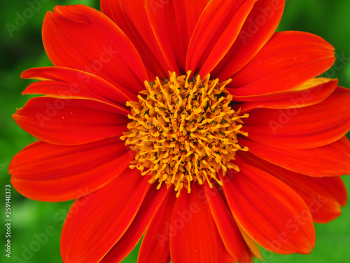 closeup pollen of red Mexican sunflower  Tithonia rotundifolia