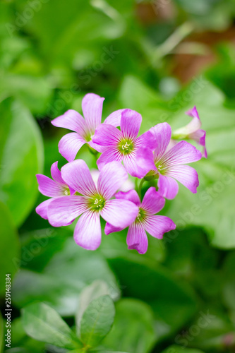 pink lined small flower
