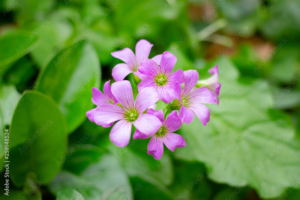 pink lined small flower pink lined small flower