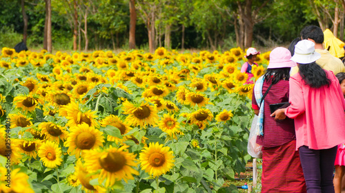 Beaufitul woman and children are going to visit  sun flowers park or flora park that people growing and keeping for tourist to visit for sightseeing and education at Buriram,Thailand.