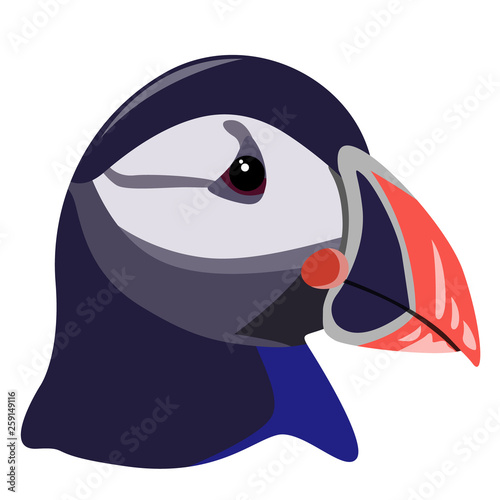 Realistic image of the head of Atlantic Puffin. Vector.
