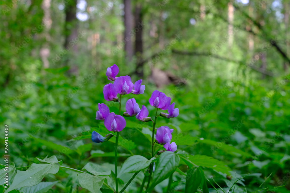 Siberian deciduous forest in summer Siberian deciduous forest in summer