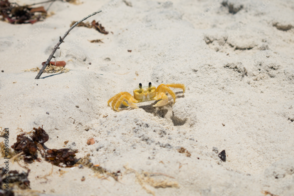 Ghost crab at the beach on Itamaraca island, Brazil Ghost crab at the beach on Itamaraca island, Brazil