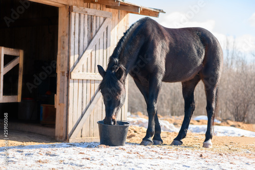 One black horse is drinking a water from a plastic bucket near the stable in outdoors.