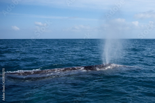 grey whale splash  in water Bahia Concepcion Baja California mexico