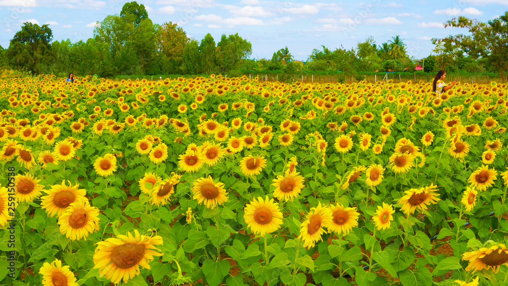 These are sun flowers park or flora park that people growing and keeping for tourist to visit for sightseeing and education at Buriram,Thailand.