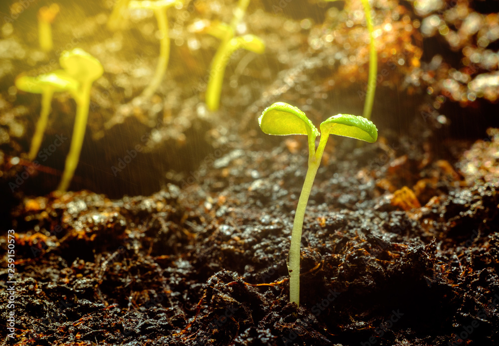 Young plant growing in garden with sunlight Young plant growing in garden with sunlight