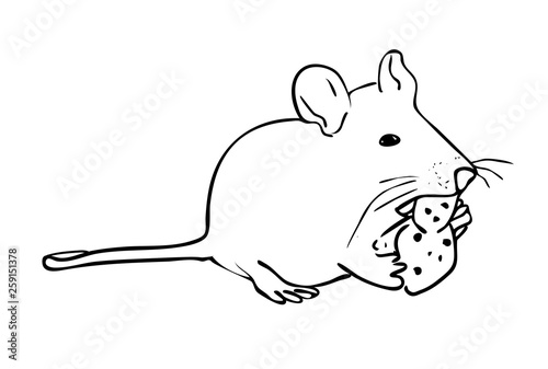 Fototapeta Naklejka Na Ścianę i Meble -   Vector illustration, isolated rat eating a piece of cheese in black and white colors, outline hand painted drawing