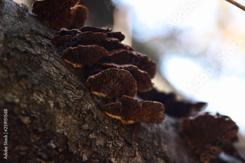 wild mashroom on tree bark © どらすけ