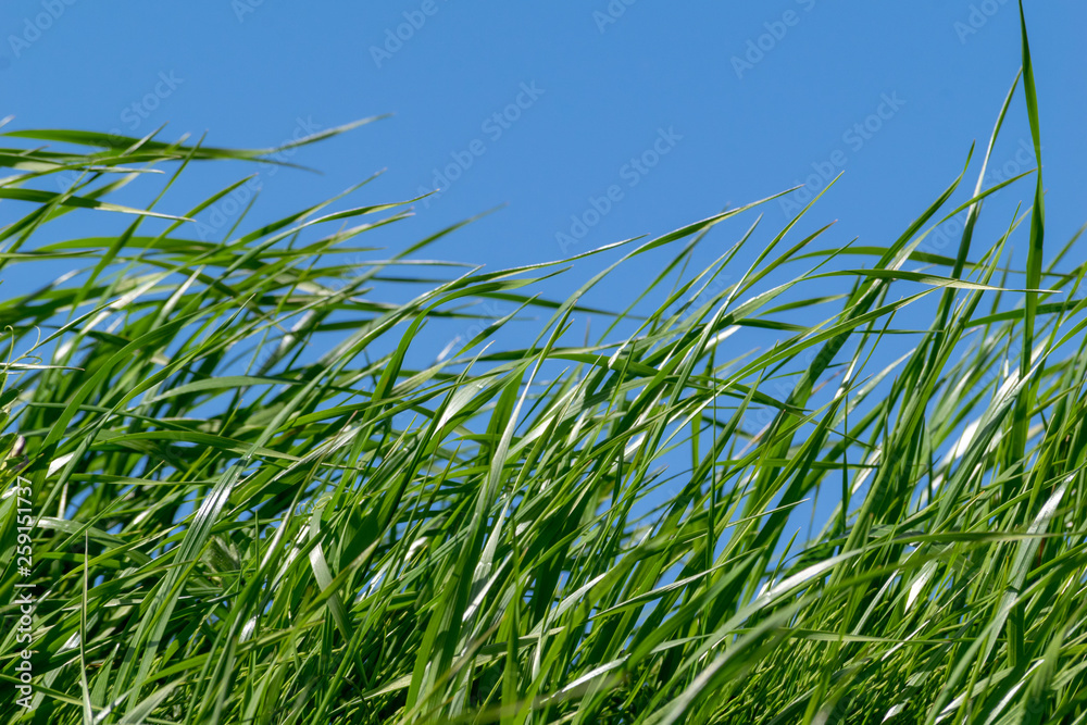 青い空背景になびく緑の草むら Stock Photo Adobe Stock