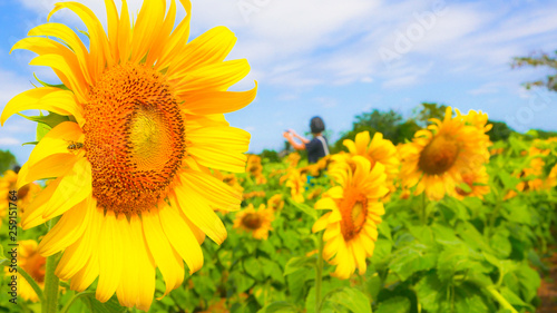 These are sun flowers park or flora park that people growing and keeping for tourist to visit for sightseeing and education at Buriram Thailand.