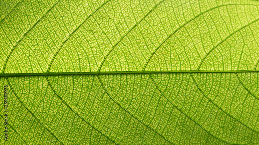 detail of green leaf texture detail of green leaf texture