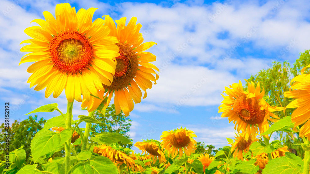 Obraz premium These are sun flowers park or flora park that people growing and keeping for tourist to visit for sightseeing and education at Buriram,Thailand.