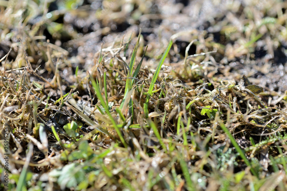 Fresh new green grass in a clearing in the forest close up