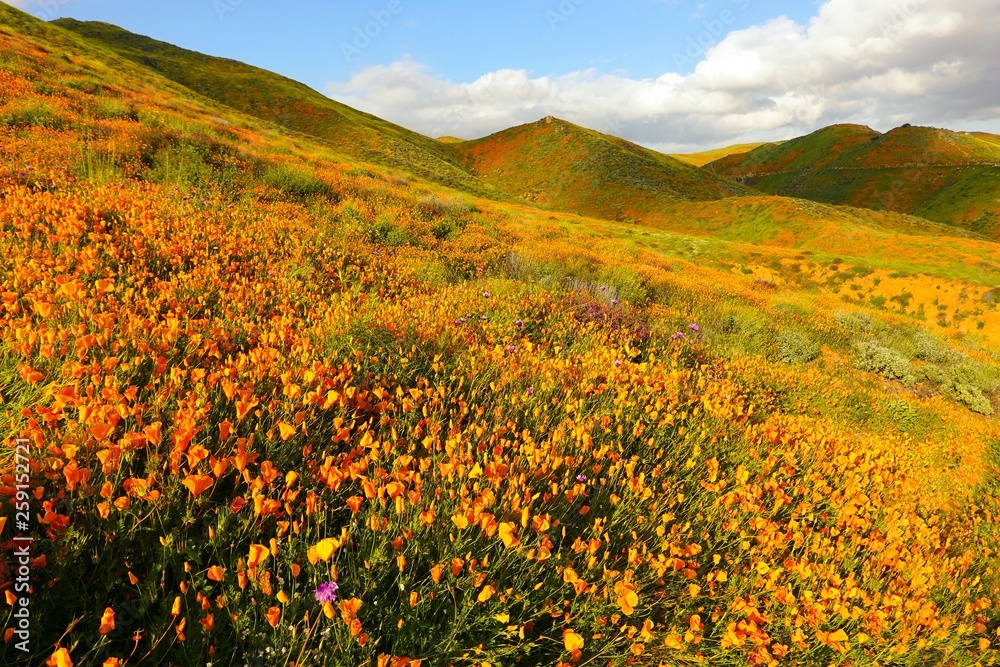 Orange poppy fields during California Super Bloom at Walker Canyon