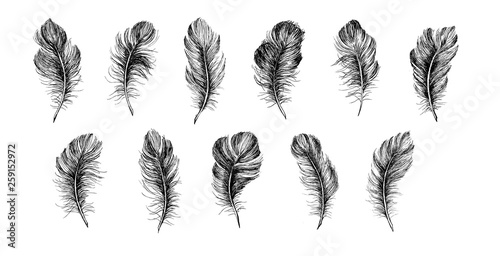 Hand drawn feather on white background