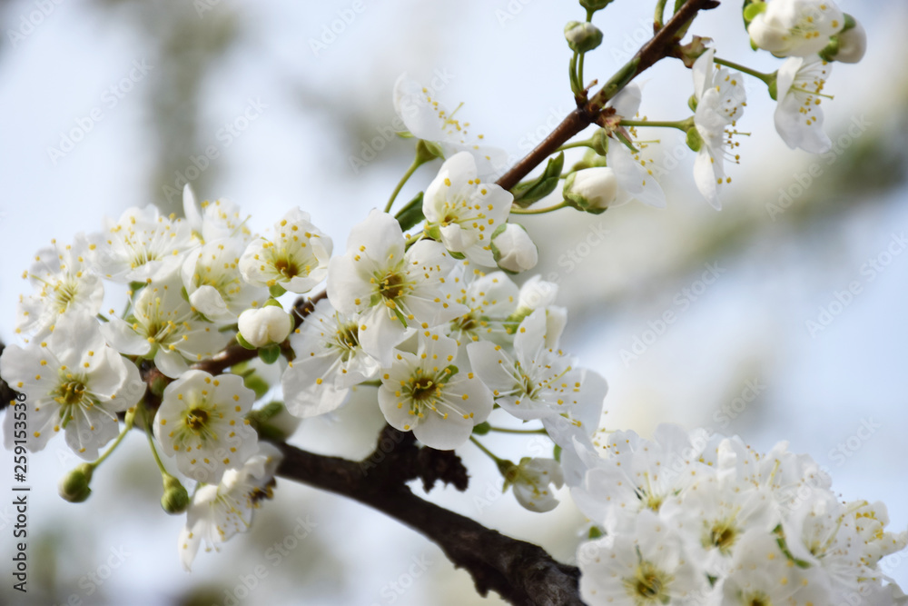 Branch of sweet cherry with white flowers close up. Spring flowering of fruit trees in the garden. Inflorescences white cherry flowers on light background. Spring concept, spa.