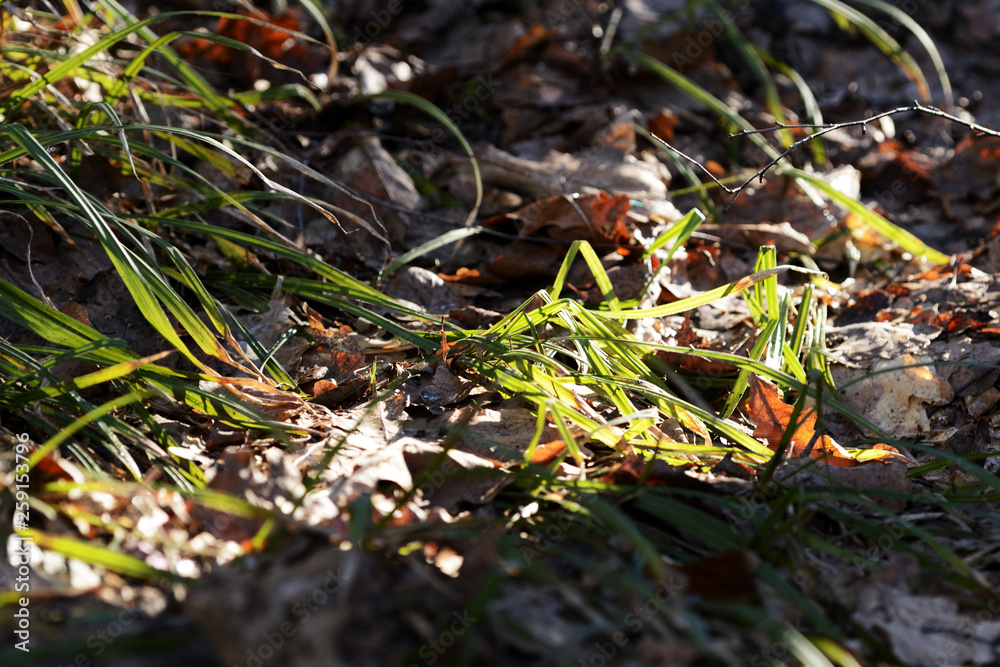 Fototapeta premium Bright green grass in the spring forest in the shade of trees closeup