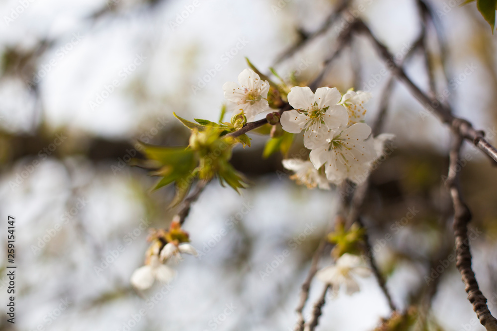 Cherry blossom