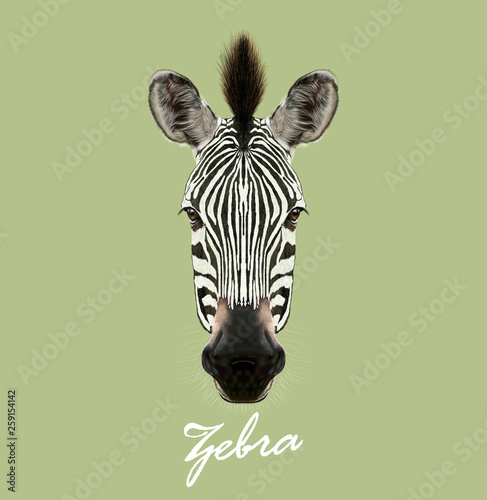 Zebra wild animal face. Vector cute African safari black and white Zebra head portrait. Realistic fur portrait of beautiful striped savannah Zebra on green background.