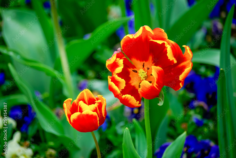 Naklejka premium Two Tulips in Bloom