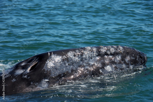 grey whale in blue water Bahia Concepcion Baja California mexico